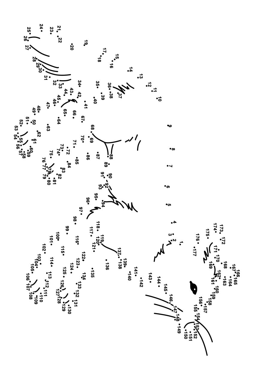 Desenho de Raposas para colorir