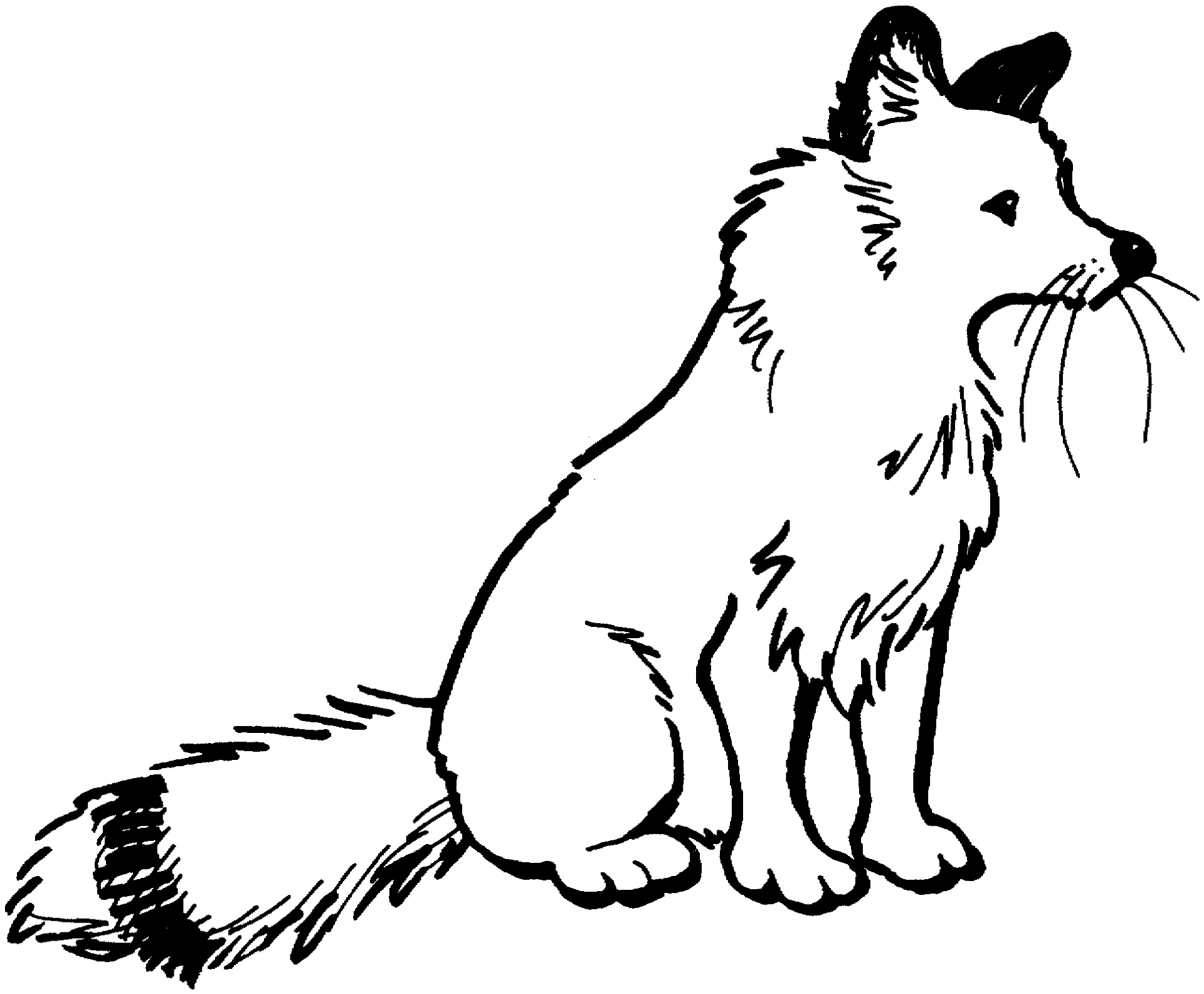 Desenho de Raposas para colorir