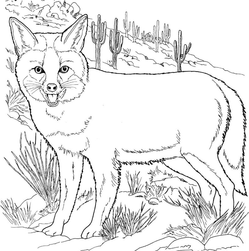 Desenho de Raposas para colorir
