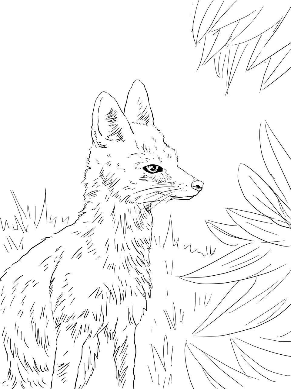 Desenho de Raposas para colorir