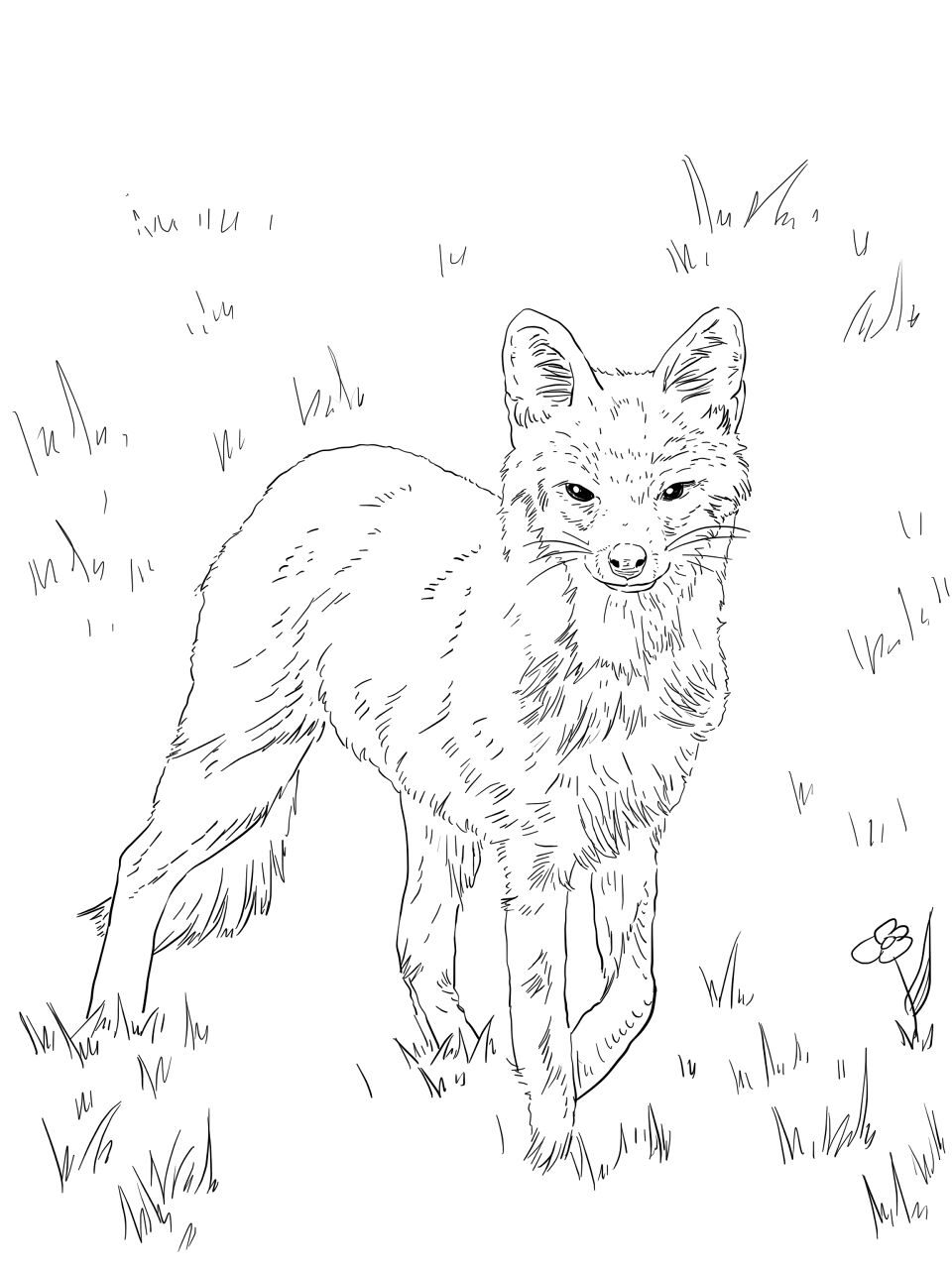 Desenho de Raposas para colorir