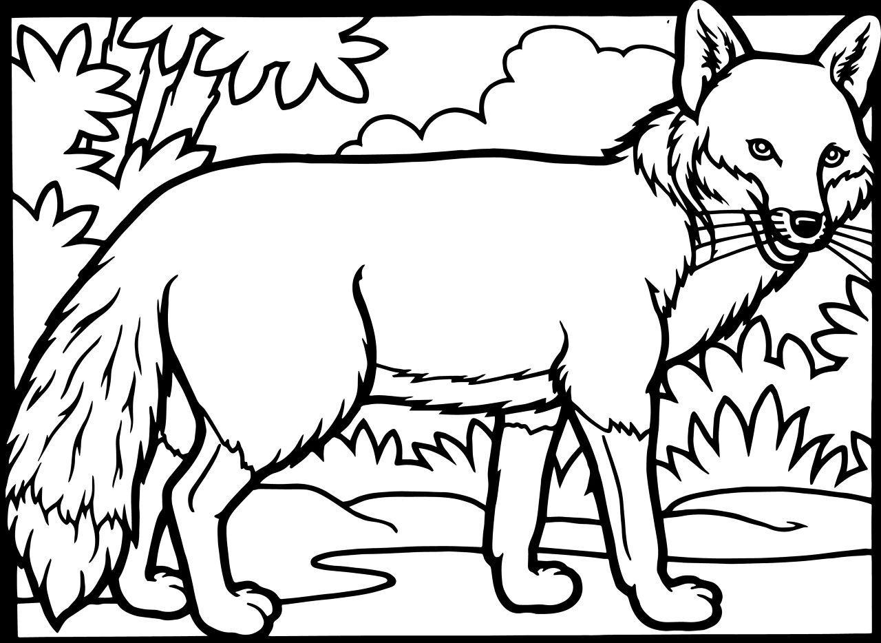 Desenho de Raposas para colorir