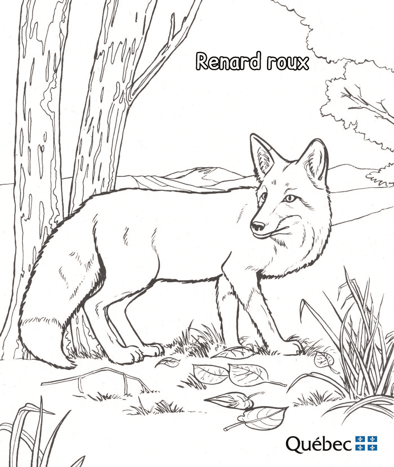 Desenho de Raposas para colorir