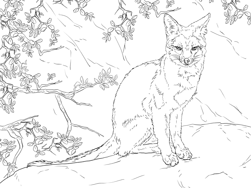 Desenho de Raposas para colorir