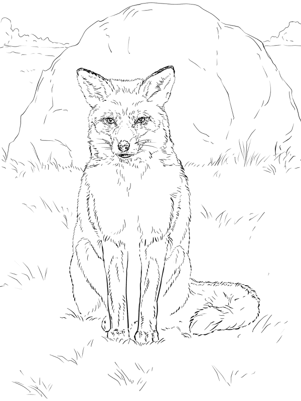 Desenho de Raposas para colorir