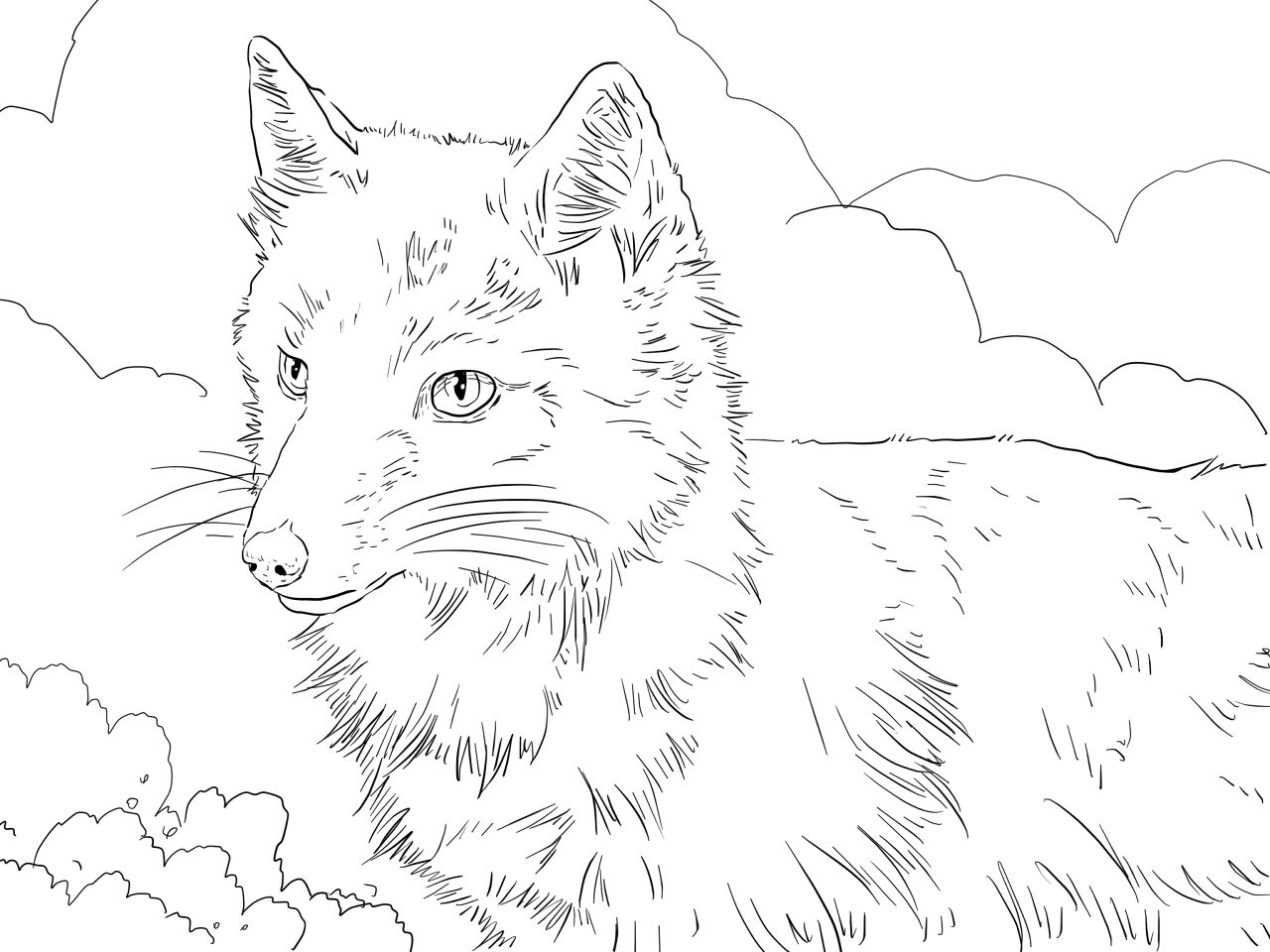 Desenho de Raposas para colorir