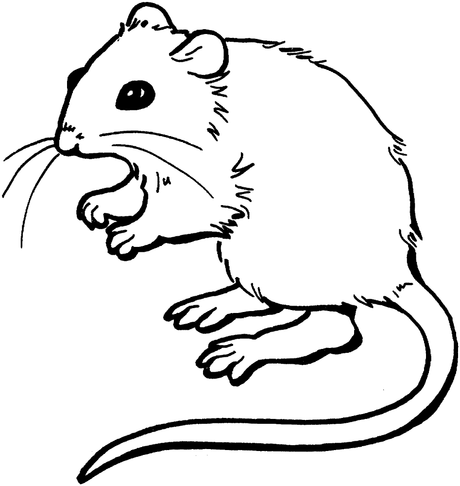 Desenho de Ratos para colorir e imprimir: número 19