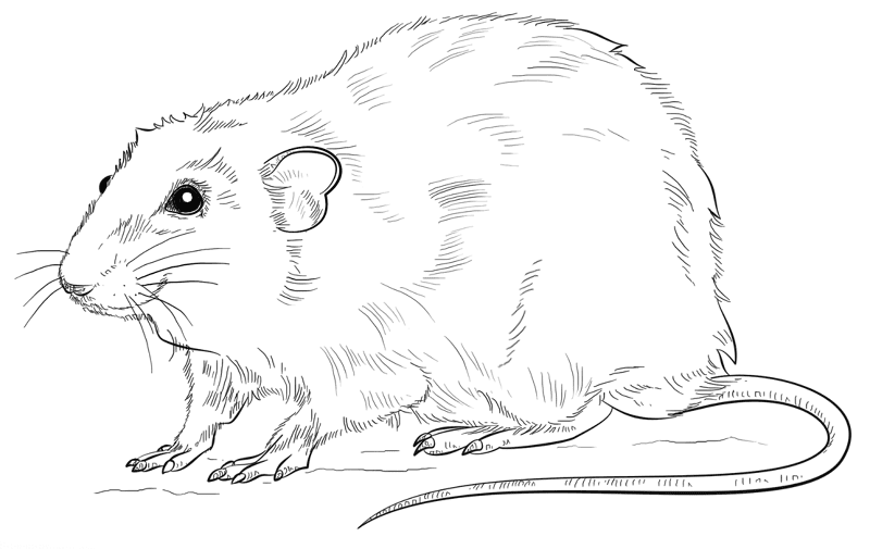 Desenho de Ratos para colorir e imprimir: número 21