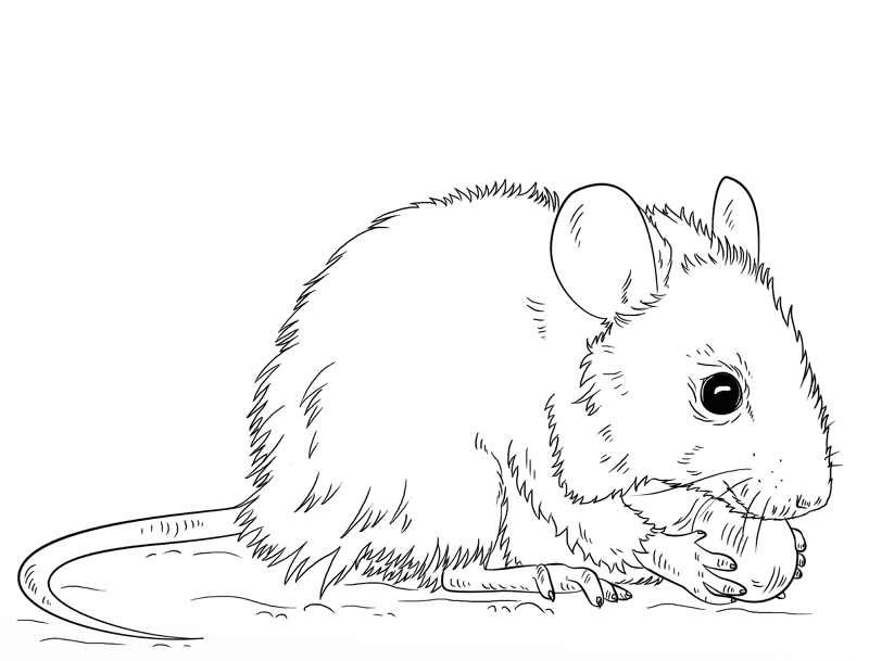 Desenho de Ratos para colorir e imprimir: número 22