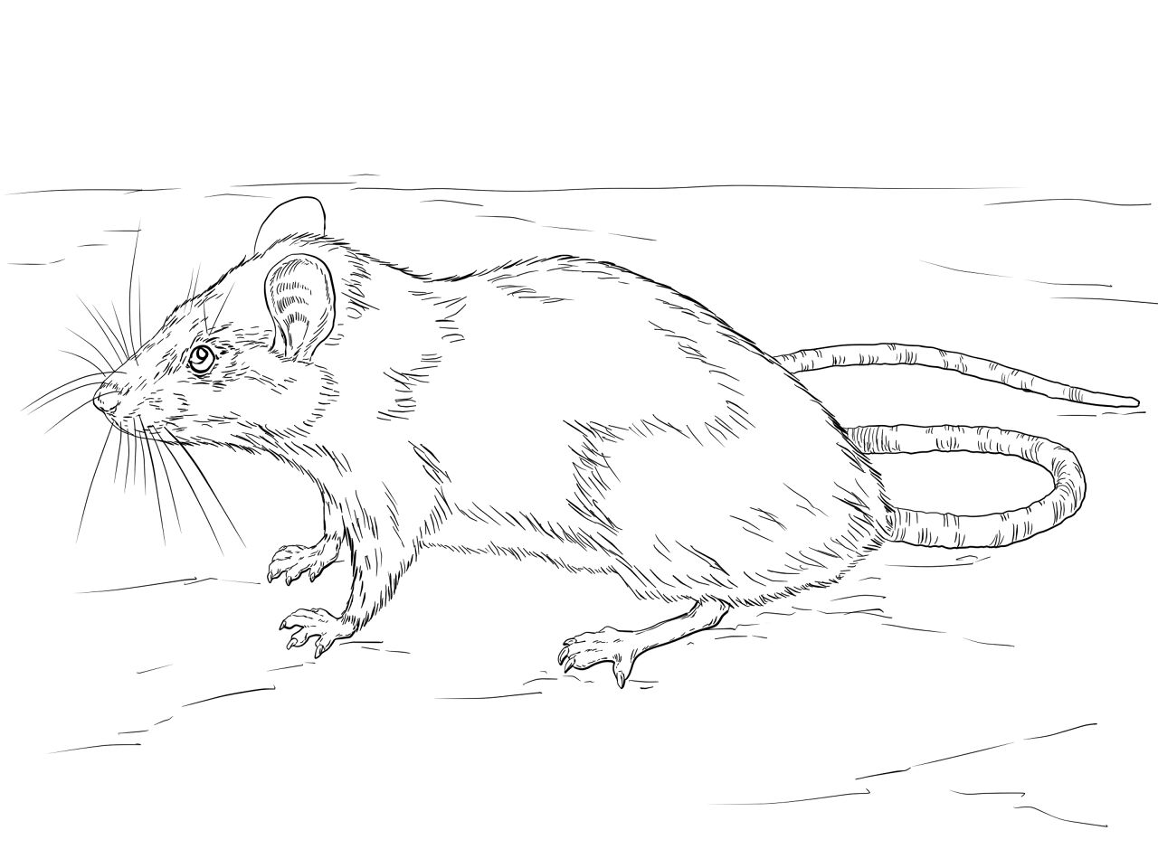 Desenho de Ratos para colorir e imprimir: número 36