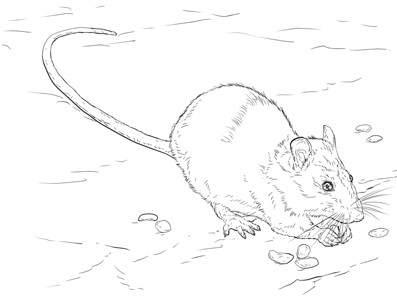 Desenho de Ratos para colorir e imprimir: número 37
