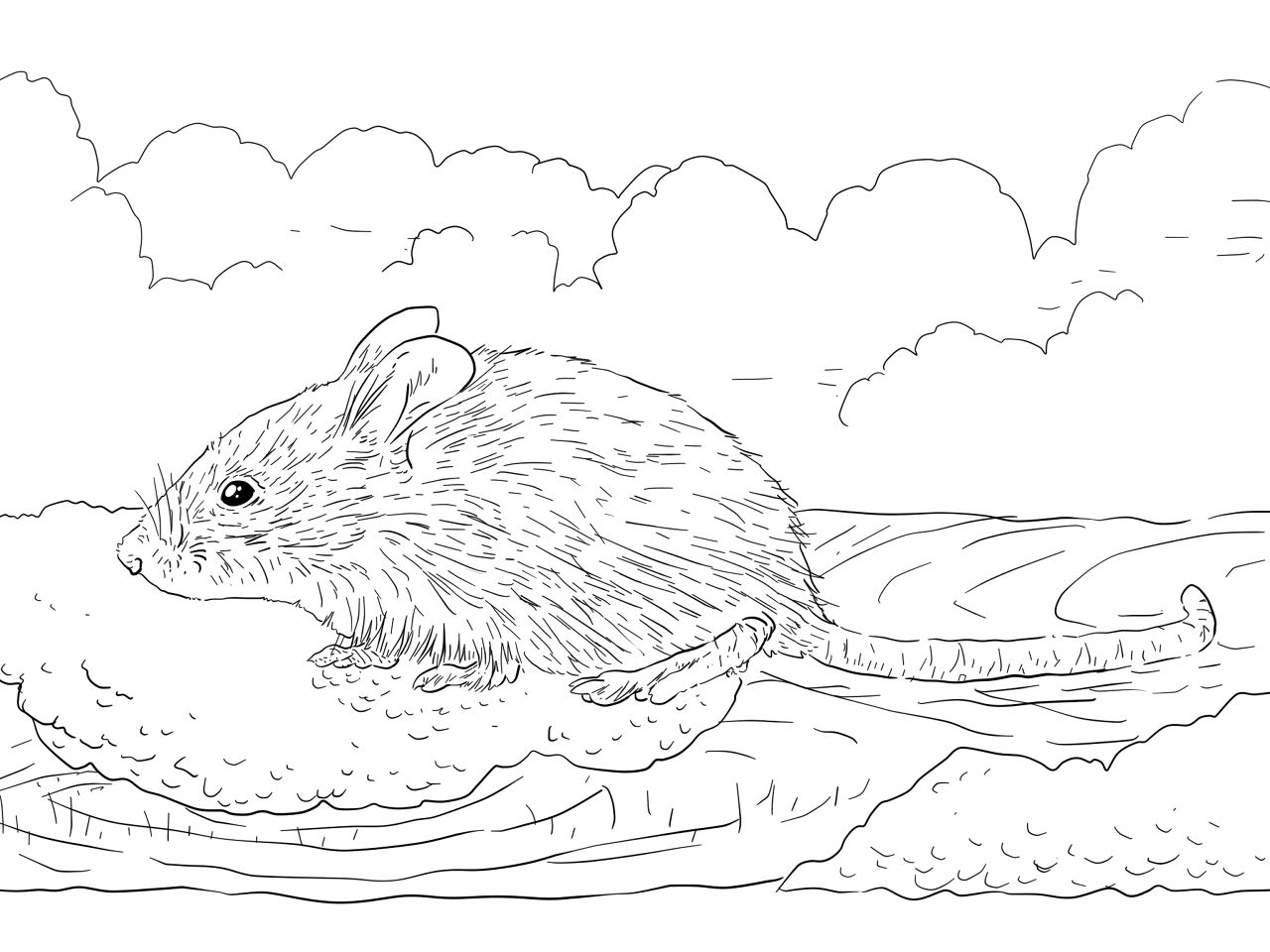 Desenho de Ratos para colorir e imprimir: número 43