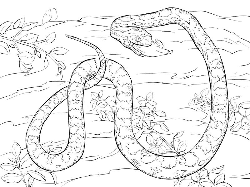 Desenho de Ratos para colorir e imprimir: número 44