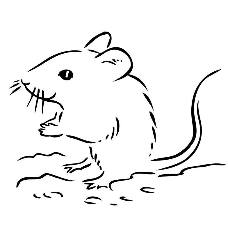 Desenho de Ratos para colorir e imprimir: número 45