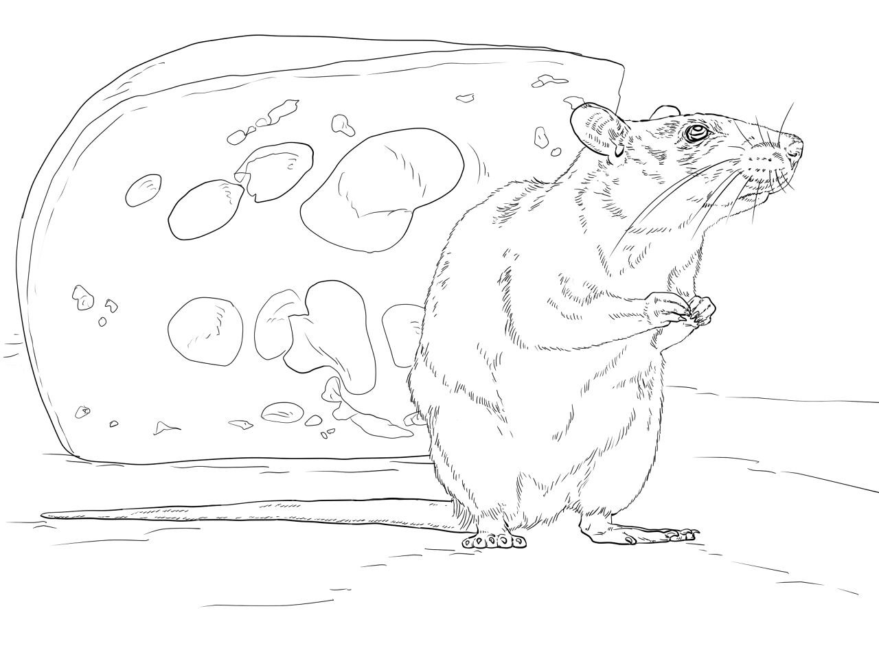 Desenho de Ratos para colorir e imprimir: número 46