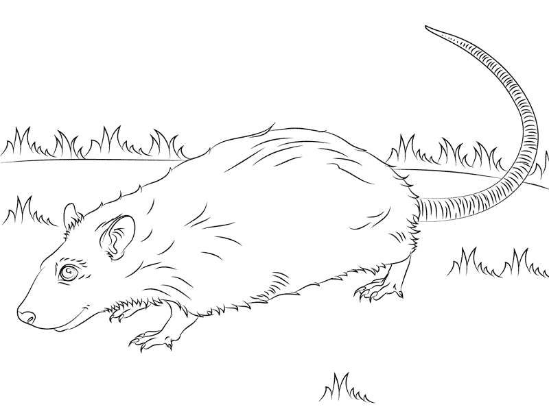 Desenho de Ratos para colorir e imprimir: número 48