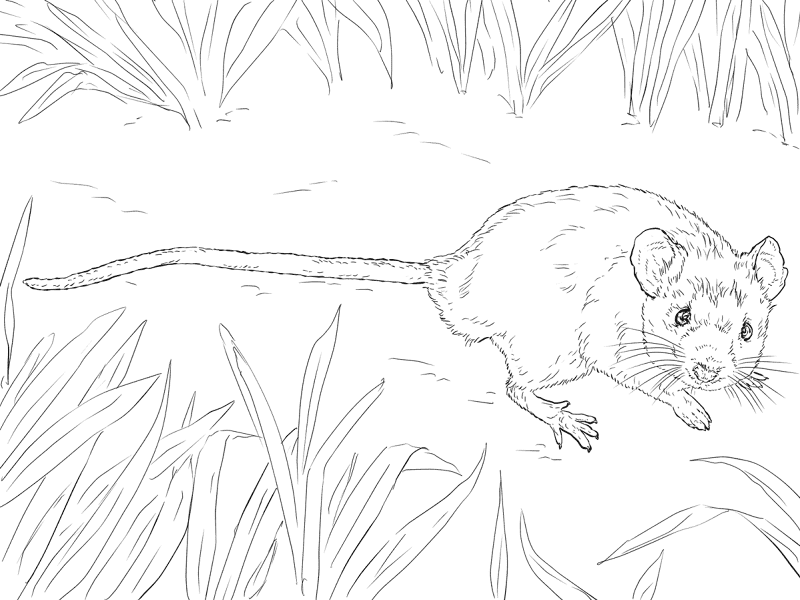 Desenho de Ratos para colorir