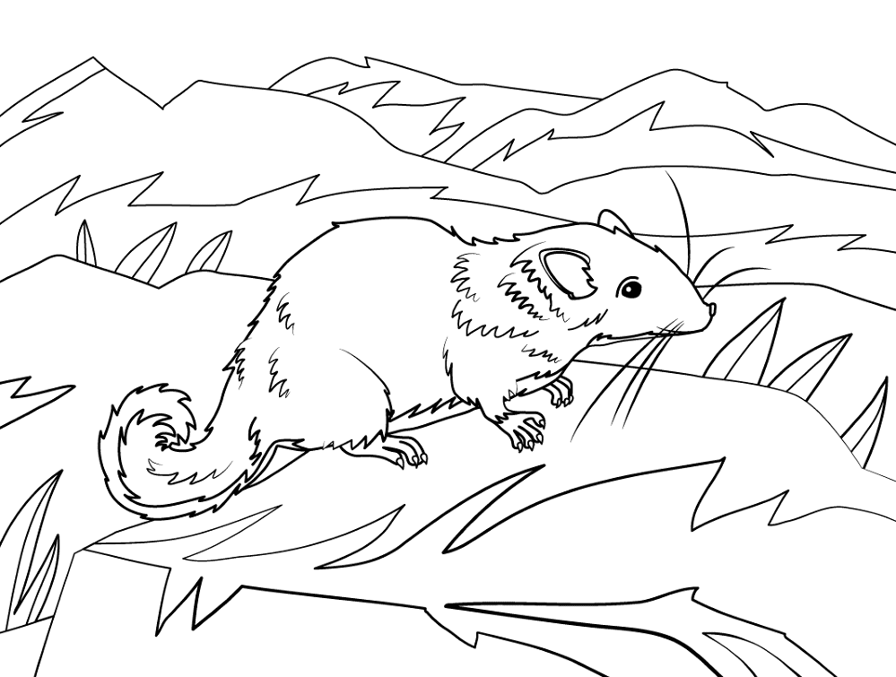 Desenho de Ratos para colorir