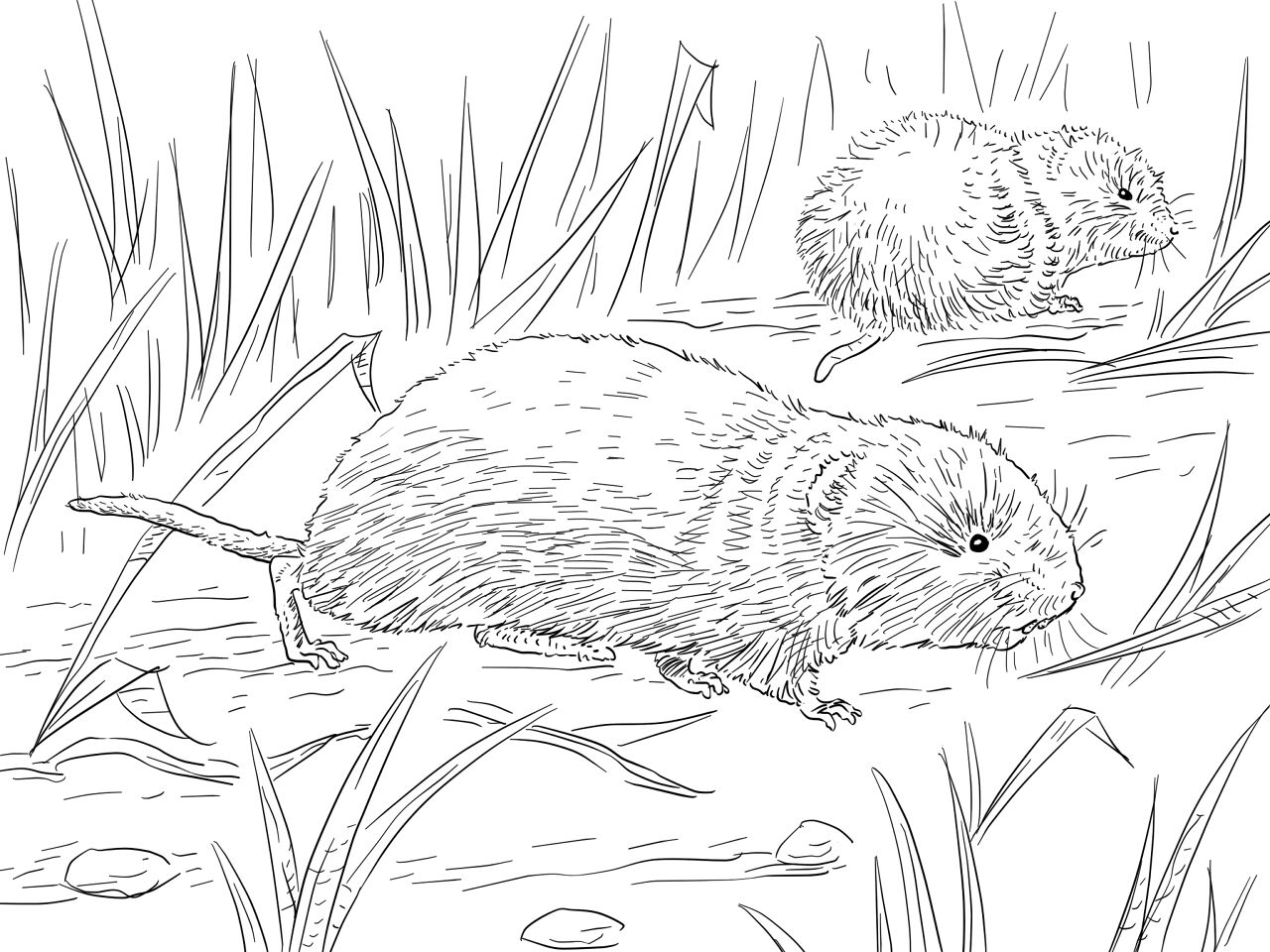 Desenho de Ratos para colorir
