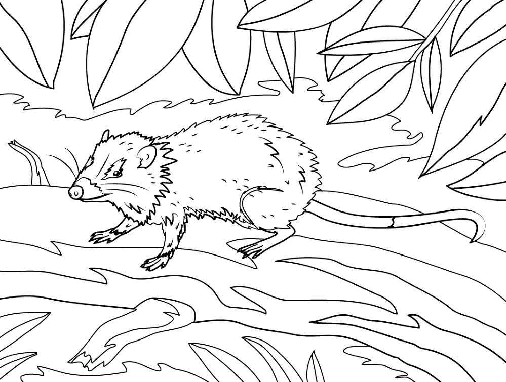 Desenho de Ratos para colorir