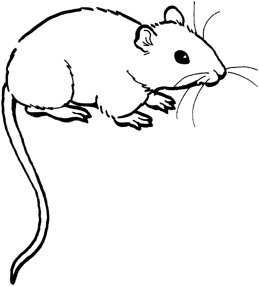 Desenho de Ratos para colorir