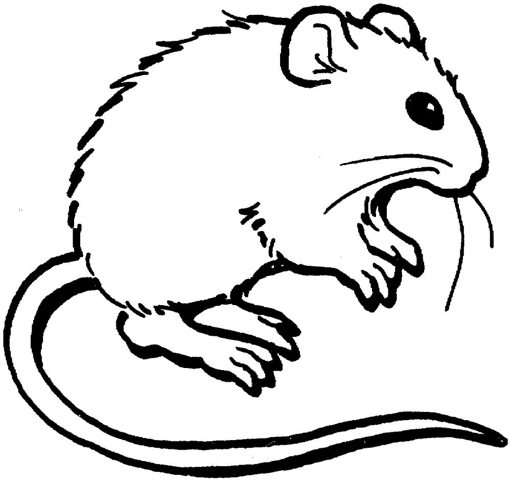 Desenho de Ratos para colorir