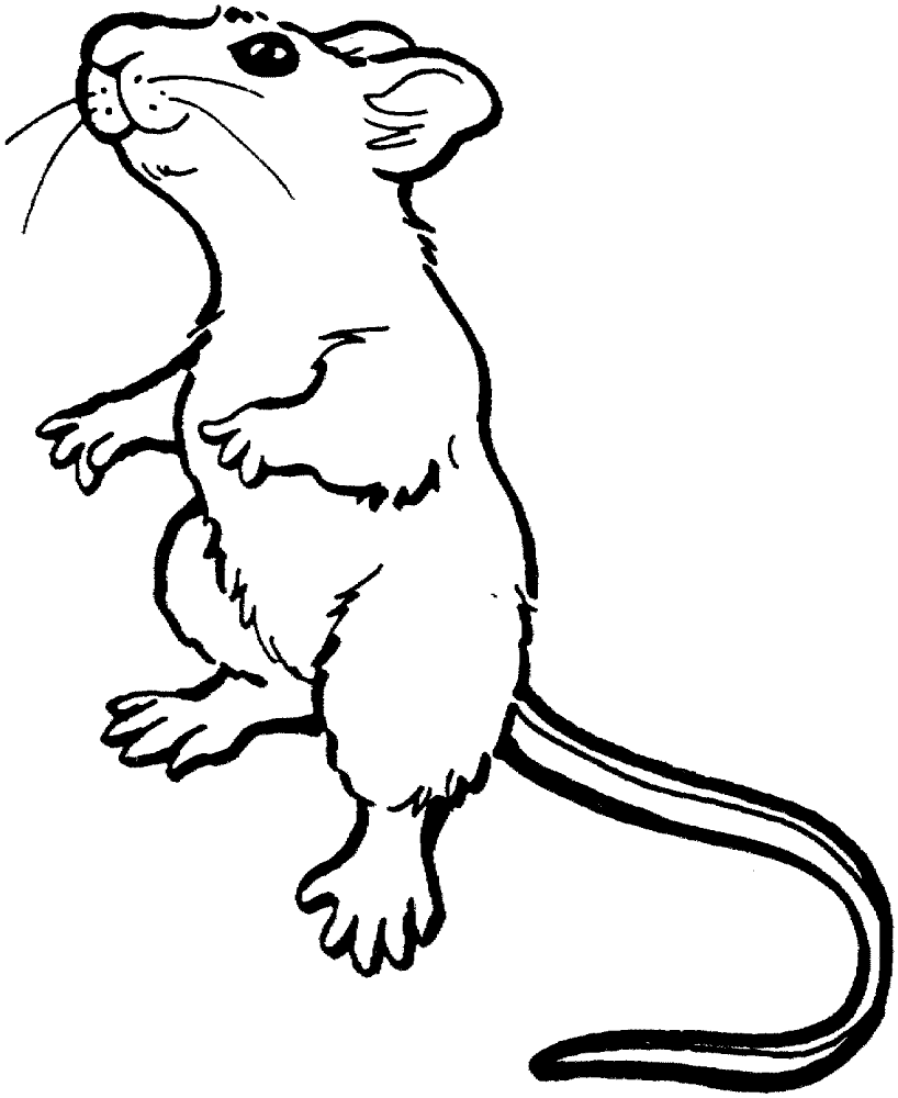 Desenho de Ratos para colorir