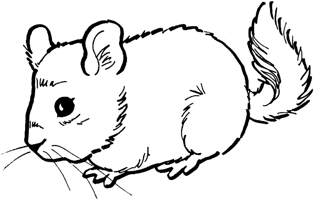 Desenho de Ratos para colorir