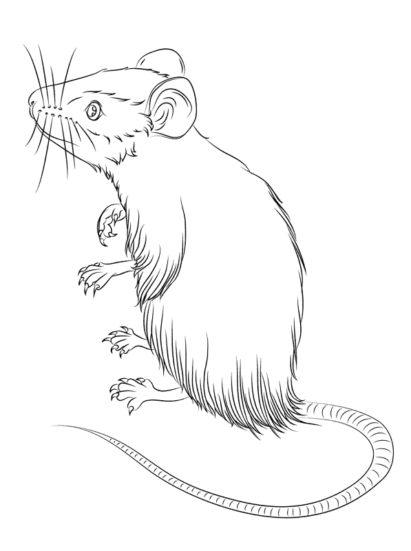 Desenho de Ratos para colorir