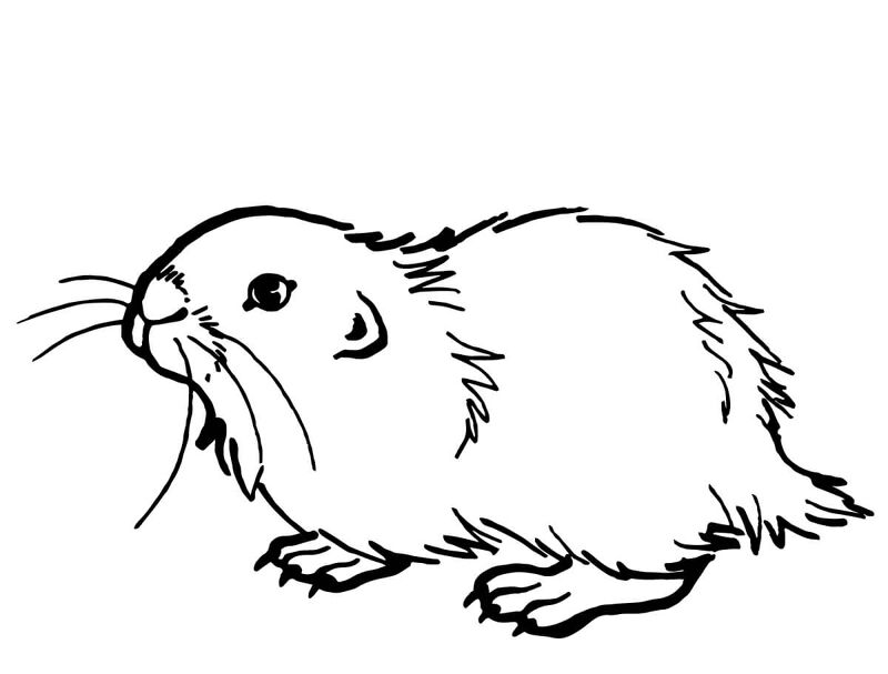 Desenho de Ratos para colorir