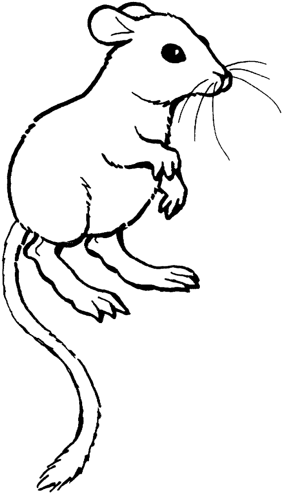 Desenho de Ratos para colorir