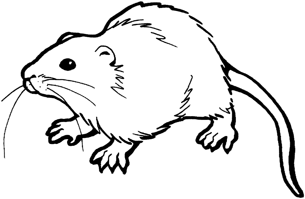 Desenho de Ratos para colorir