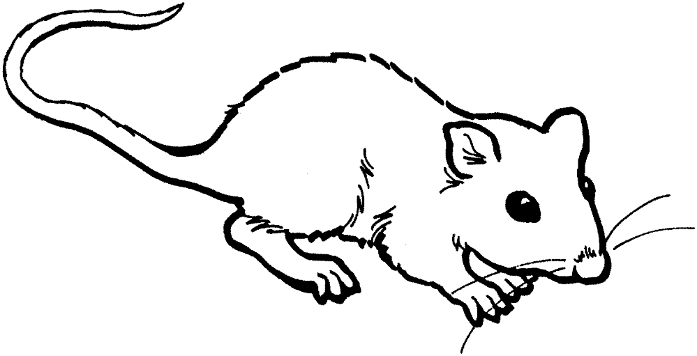 Desenho de Ratos para colorir