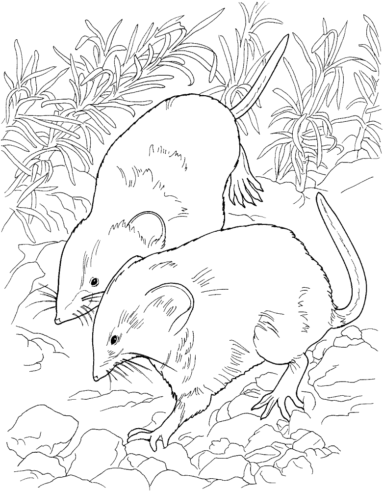 Desenho de Ratos para colorir