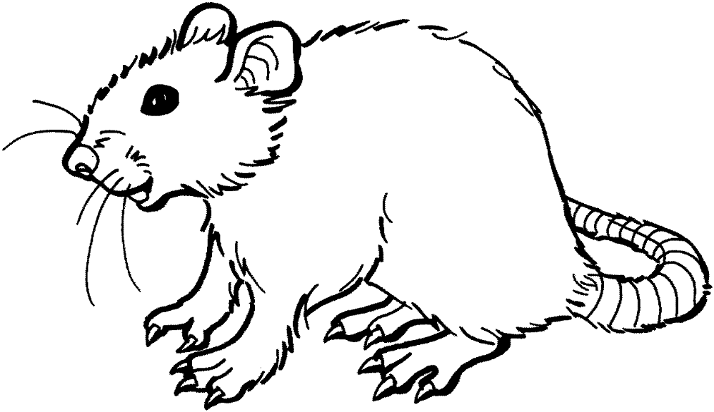Desenho de Ratos para colorir