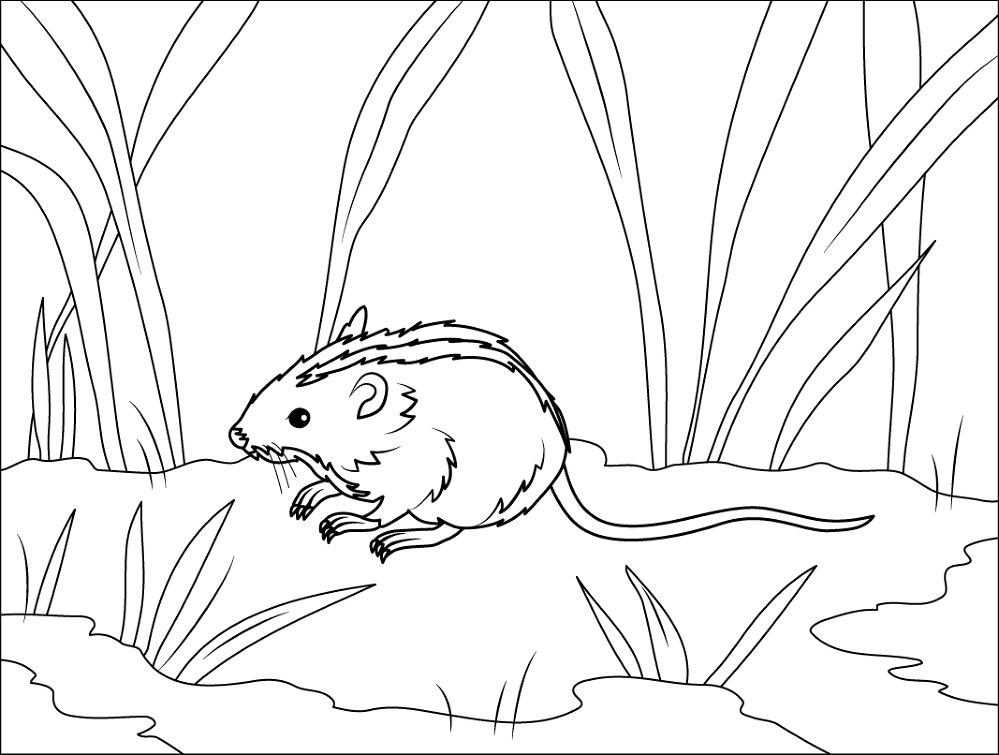 Desenho de Ratos para colorir