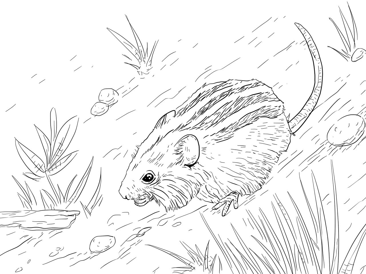 Desenho de Ratos para colorir
