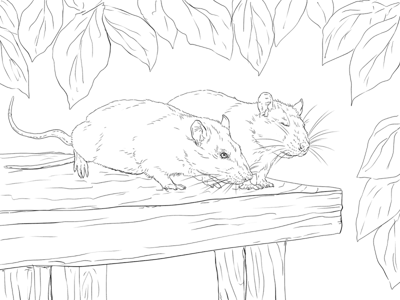Desenho de Ratos para colorir