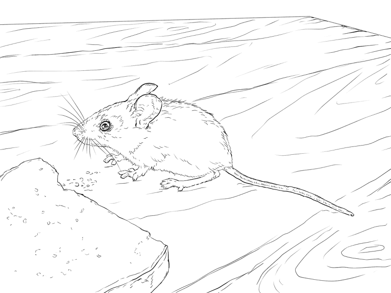 Desenho de Ratos para colorir