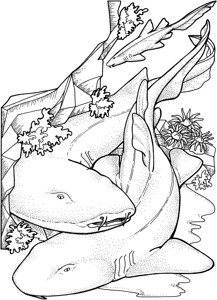 Desenho de Recife De Coral para colorir e imprimir: número 10