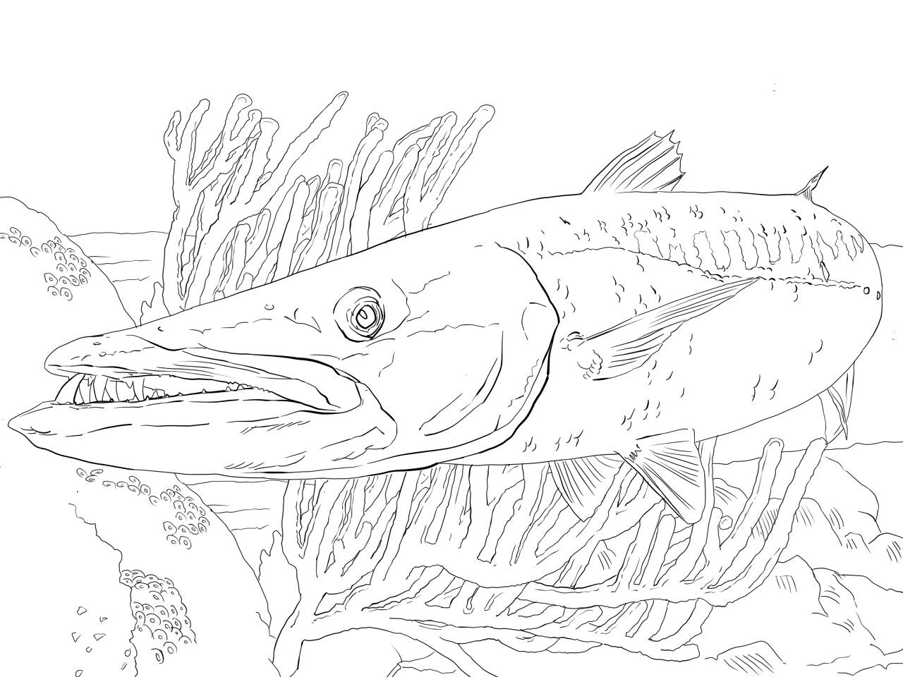 Desenho de Recife De Coral para colorir e imprimir: número 11