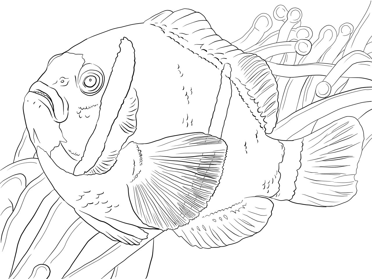 Desenho de Recife De Coral para colorir e imprimir: número 12