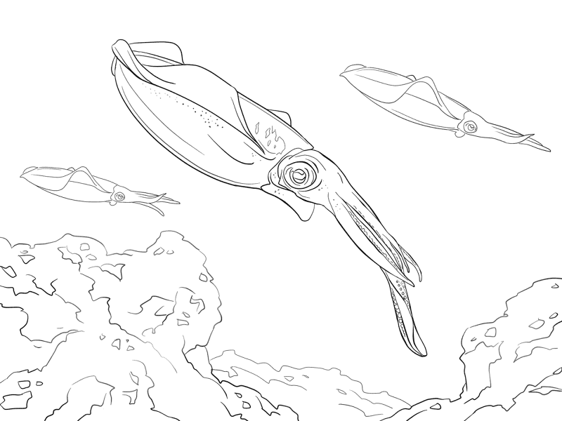 Desenho de Recife De Coral para colorir e imprimir: número 13