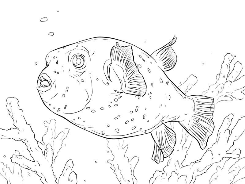 Desenho de Recife De Coral para colorir e imprimir: número 14