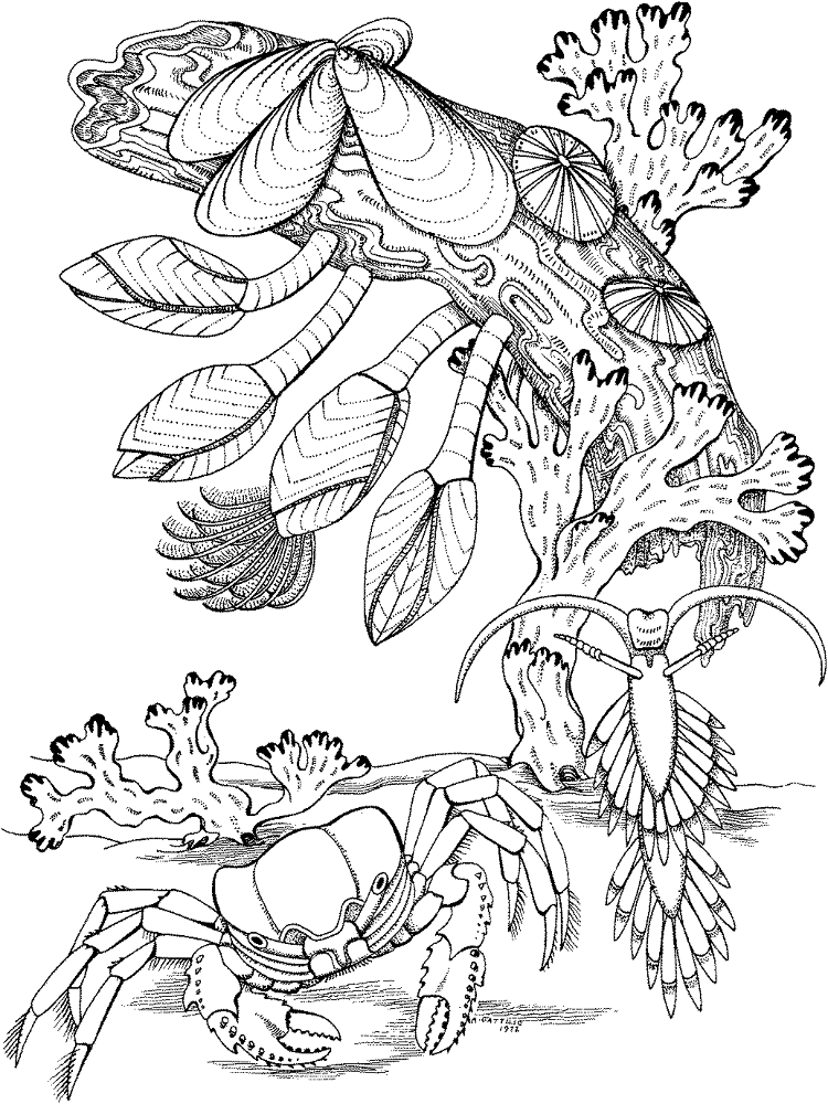 Desenho de Recife De Coral para colorir e imprimir: número 31