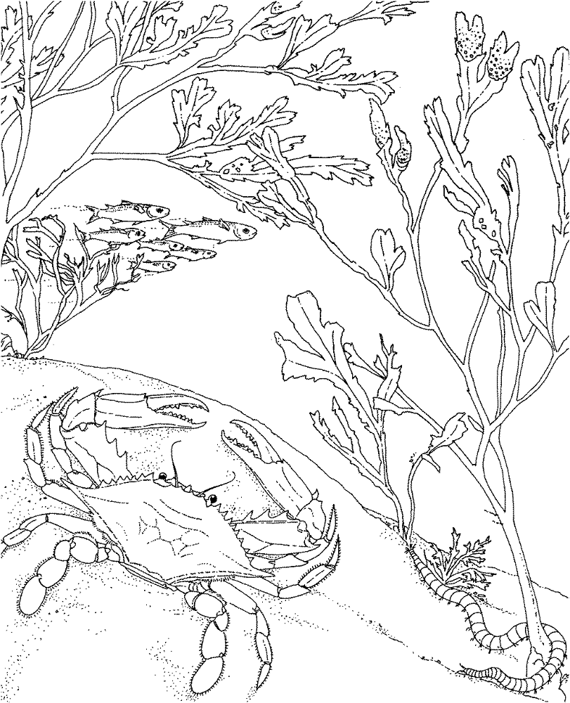 Desenho de Recife De Coral para colorir e imprimir: número 32