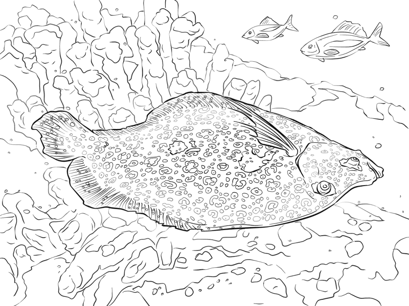 Desenho de Recife De Coral para colorir e imprimir: número 38