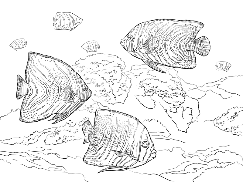 Desenho de Recife De Coral para colorir e imprimir: número 40