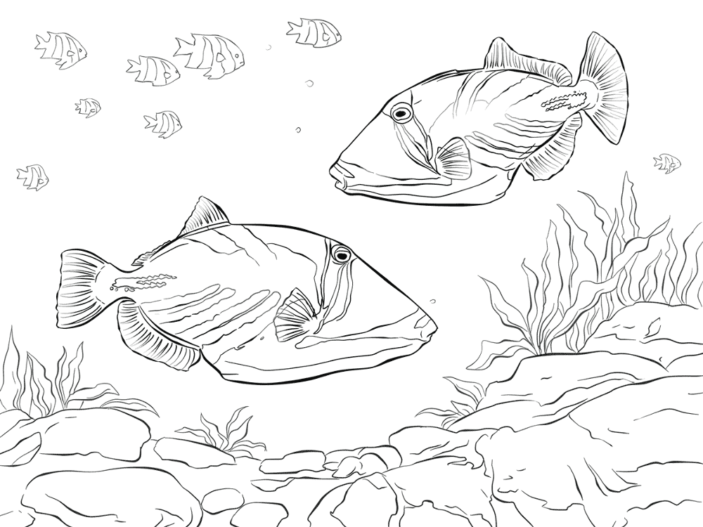 Desenho de Recife De Coral para colorir e imprimir: número 41