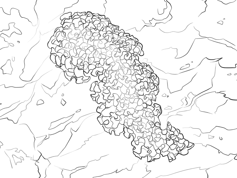 Desenho de Recife De Coral para colorir e imprimir: número 42